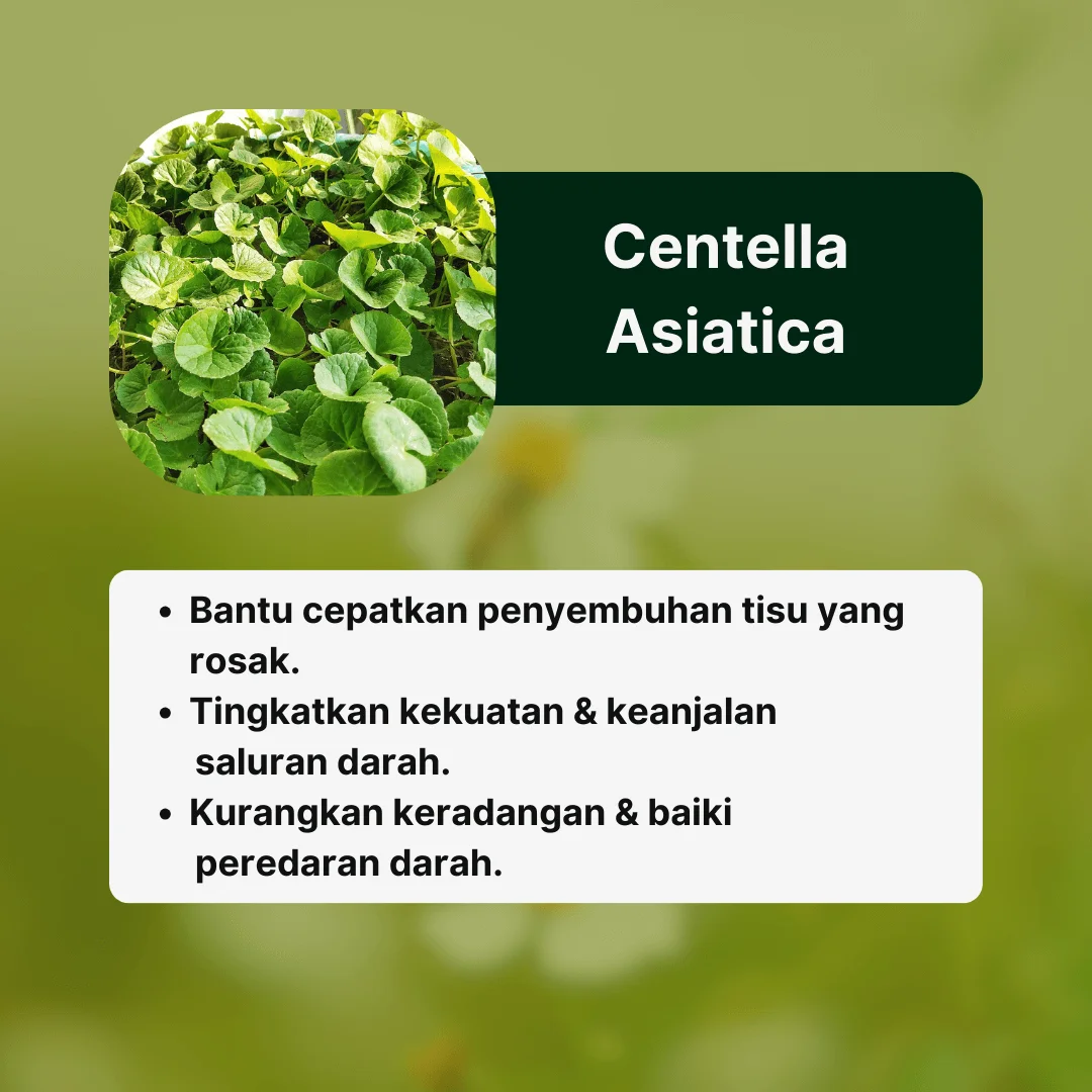 Bahan2 AmaHerbs Tiktok (5) (1)